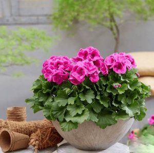 دانلود آهنگ سامان به نام اگه تو از پیشم بری شمعدونیا دق میکنن