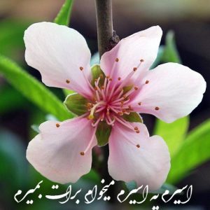 دانلود آهنگ علی کیانی به نام تو ای باغ گلم نوبر بهارم